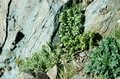 北岳登山解禁！  雪解けの山頂付近にのみ咲く「キタダケソウ」とは？【南アルプスの日々 vol.6】の画像006