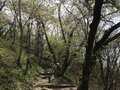 【お花見登山】「桜の花も山登り！？」 花に応援されながらハイキング！ 眼下に広がる安曇野と北アルプスの展望も最高！ 2022年＜長野県安曇野市＞の画像003