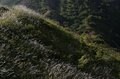 1時間で登れる「日本百名山」那須岳の花はすっかり「秋の気配」の画像009
