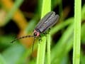 ＜じつは光るのは一部だけ？＞ 初夏の人気昆虫「ホタル」の知られざる生態【あなたのすぐそばにいる「季節の虫」の探し方 vol.18】の画像004