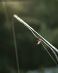 【渓流釣り】残暑の候  こぢんまりとした小渓の奥「地図にない滝」を目指して  長野県｜2026年の画像007