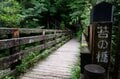 【世界自然遺産・屋久島】樹齢1800年「仏陀杉」に会いに行く！「ヤクスギランド」の吊り橋とエメラルドグリーンの清流を巡る1時間20分ライトトレッキングの画像009