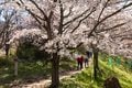 桜の回廊をいくお花見ハイキング！  光城山   長野県【拝啓絶景】の画像002