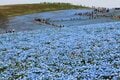 「見ごろのピーク」を迎える、国営ひたち海浜公園「ネモフィラ」  一度は見たい！ 青一色に染まる「みはらしの丘」の絶景の画像001