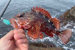 「海のルアー釣り」入門なら「カサゴ狙い」がおすすめ！ 揃えておきたいギアと「最適タックル」とは？