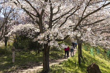 桜の回廊をいくお花見ハイキング！ 光城山 長野県【拝啓絶景】｜登山