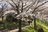 桜の回廊をいくお花見ハイキング！  光城山   長野県【拝啓絶景】の画像002