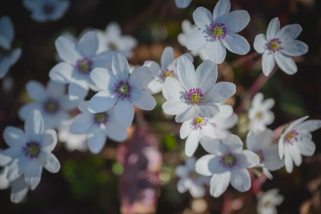 【ハイカー女子のレポ】雪解けの奇跡に出会う山へ！  角田山で出会う雪割草とカタクリ春　新潟県｜2026年の画像003