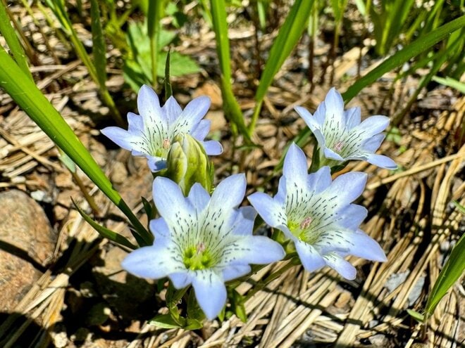 「北アルプス屈指の花の名山へ」 初夏に歩く朝日岳・雪倉岳 1泊2日の山旅【日本で山登りはじめました vol.7】の画像001