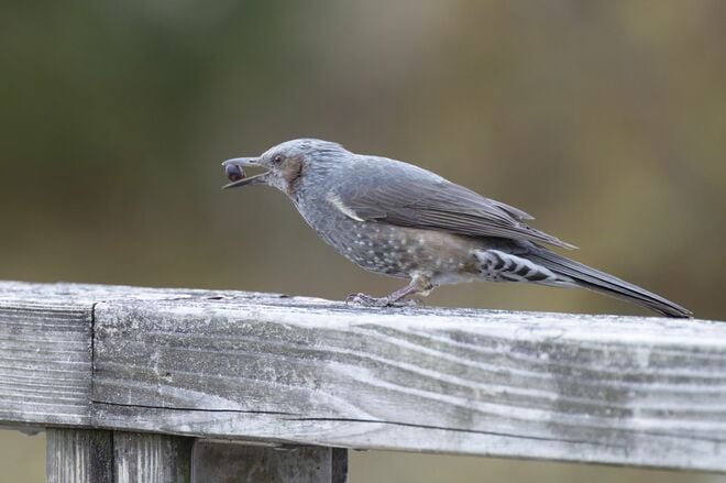 【バードウォッチング】ポイ捨てOK？  厳しい冬を乗り越える野鳥たちの食べ物をめぐる「残念過ぎる事情」とは   神奈川県｜2025年の画像001