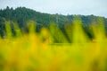 【絶景】“夏と秋の狭間、山里の美景”  田園パッチワークの眺めが見事！ 「山本山」 新潟県小千谷市｜2026年の画像005