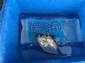 「興味あるけど…」釣り初心者の最初のハードル「虫エサ・ツカミ・ボウズ」超えるための「アイテム＆サポート」5選の画像003