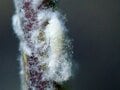 夏になると植物につく「白い綿」の正体とは？  生き物に見えない不思議な姿の虫たち【あなたのすぐそばにいる「季節の虫」の探し方 vol.8】の画像001