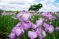 梅雨空の絶景！  東京23区に咲く花菖蒲の4名所「堀切菖蒲園」「水元公園」「小岩菖蒲園」「しょうぶ沼公園」で江戸の風流を感じる【東京都・葛飾区/江戸川区/足立区】の画像010