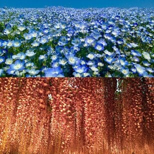 関東屈指「花の絶景スポット」2か所を1日でめぐる！  丘一面 “青の世界”「国営ひたち海浜公園」ネモフィラ＆ライトアップ「あしかがフラワーパーク」 藤の花