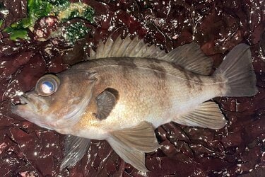 流行中のメバル釣り メバルプラッギング の最重要ポイントは アクション 基本の 3つの誘い方 とは 概要 アクティビティ ニュース Bravo Mountain