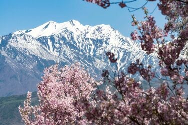 白銀の北アルプスに春の風物詩が出現！ お花見とセットで楽しめる“雪形