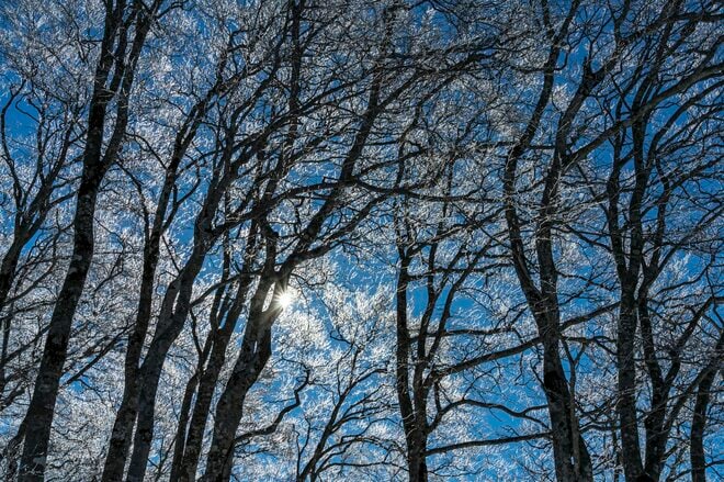 「ブナの森に咲く雪の花」が美しすぎるとSNSで話題！  標高差789ｍを最新型ゴンドラで「霧氷の世界」へ！  信州・野沢温泉スキー場【2021・初冬】の画像013