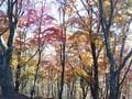 大きな「富士山」が近い！  絶景ポイント「足和田山」！  秋こそ「紅葉台」登山口から行きたい90分ハイキング「河口湖・西湖・樹海」ほか展望もOKの画像002