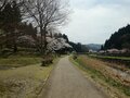 福井県内の「隠れた桜の名所」3選！地元民だけが知っている！「枝垂れ・遺跡・城」の絶景とは？の画像003