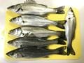 夜通し釣っても大丈夫？  釣りアウトドアライターが教える「冬の夜釣り」のための「究極の防寒ファッション」と「意外な釣果」とは？の画像003