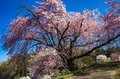 【最高のお花見スポット】信州の山里は花盛り！ 残雪の北アルプスに咲き誇る桜たち「写真映えしすぎる絶景スポットは今が旬！」“番所のベニシダレザクラ” と “立屋のエドヒガンザクラ” 長野県小川村・2022年の画像007