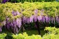 「藤の花」が降りそそぐ絶景「亀戸天神」紫に染まる雅な藤の名所は浮世絵の世界を今もなお残す【東京都 江東区】の画像003
