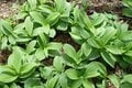 【首都圏近郊ハイキング】5月でもまだ花見ができる山「西丹沢・檜洞丸」への画像019