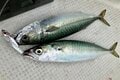 シーバスや青物を狙え！「コスパ最強」ダイソーの「メタルバイブ」で挑んだボートキャスティングゲームの「気になる釣果」とは？の画像002