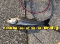 ルアー釣り「投げる・集める・ホームラン」の「人をトリコにする」3つの魅力とは？の画像001