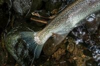 「まさかコバルトマス！？」初めて入った険悪な山岳渓流は、野生のニジマスだらけ！  アベレージサイズは尺！  40オーバーも連発！  濃い魚影、警戒心なしの魚たちで非現実空間だった【渓流フライフィッシング】 2025年・長野県