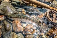 【渓流釣り】陽光きらめく春の渓でフライフィッシング「カゲロウ舞う川面からつぶらなヤマメが飛び出す！」【群馬県】