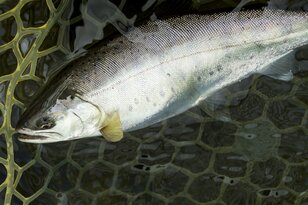 「夢とロマン」利根マスに憧れて！ “川から川へ釣り歩く理由”とは 【フライフィッシング】 2023年・群馬県渋川市