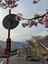 2月に見る「桜と富士山と菜の花」奇跡のコラボ！「富士見百景」選定の「まつだ桜まつり」の春先取り絶景の画像003