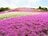 山頂エリアまでアクセス抜群「茶臼山」＆5月は芝桜の絶景が待つ「萩太郎山」も！  愛知県最高峰を擁する「茶臼山高原」で大展望の高原ハイキング！の画像004