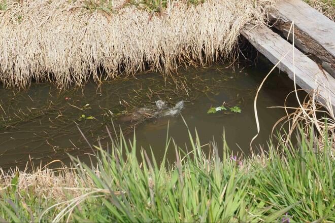 尺越え「乗っ込みマブナ」に歓喜！ 釣果のカギは「ホソ選び」と「アピール力」と「聞き込み」！？ 春の「霞ヶ浦」釣行レポの画像010