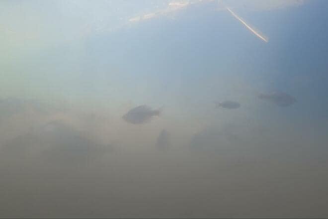 「春間近のタナゴ釣り」水中カメラが捉えた意外な結果！ 穏やかな水路＆川底を急変させた“春のきざし”とは？【茨城・牛久水郷】の画像012