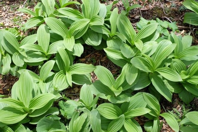【首都圏近郊ハイキング】5月でもまだ花見ができる山「西丹沢・檜洞丸」への画像019