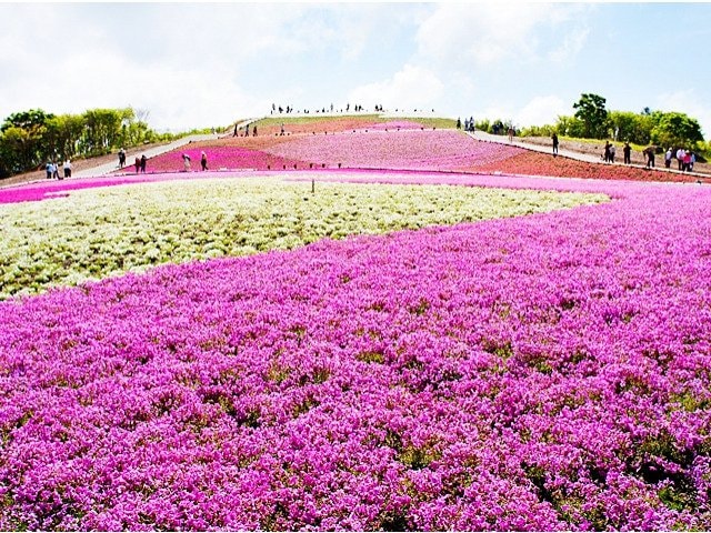 山頂エリアまでアクセス抜群「茶臼山」＆5月は芝桜の絶景が待つ「萩太郎山」も！  愛知県最高峰を擁する「茶臼山高原」で大展望の高原ハイキング！の画像004