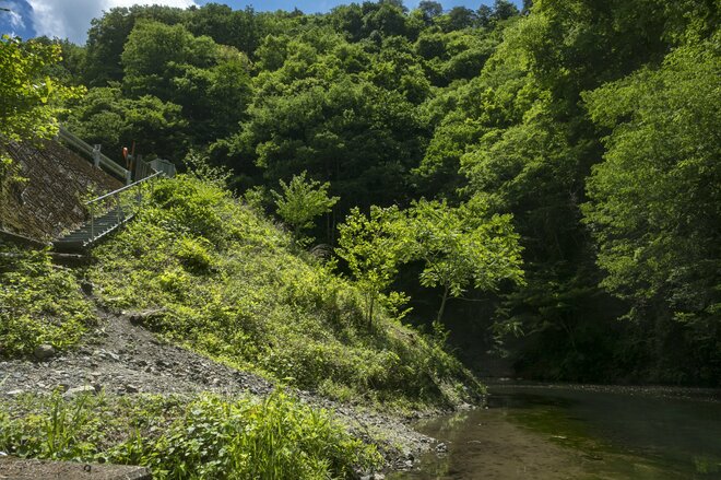 【渓流釣り】渇水でシビアだったけど尺上ヤマメや極太イワナが顔を見せてくれた！  緑美しい上野村の神流川でフライフィッシング  群馬県｜2026年の画像005