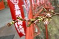 【春の信州でお花見散策】朱塗りの柱が目を引く空中楼閣！  圧巻の懸崖造り 難読「鼻顔稲荷神社」は桜の名所！  長野県佐久市・2024年の画像009