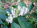 冬に開く“氷の花”！ 「霜柱」ではない「シモバシラ」を探しに初冬の高尾山へ【最後の最後に出会えた氷の芸術品“氷華”】東京都・2023年の画像001