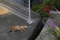 アート、ときどき島猫。直島・犬島・小豆島【「瀬戸内トリエンニャーレな旅（後編）」琉球島猫百景 vol.22〈特別編〉】の画像009