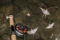 【天然食】見た目はイモ虫......  珍味、クロカワムシを獲って食べてみた！の画像008