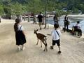 夏に行きたい世界遺産のパワースポット！ 広島・宮島「嚴島神社」と「弥山」2つのエリアを満喫する「スマホde宮島スタンプラリー」の画像010
