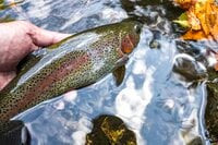 【釣り】完全予約制！ 広い渓流釣り場で真剣勝負！ 流れに見え隠れする魚影にドキドキ、ワクワクのフライフィッシング 「秩父フライフィールド」 埼玉県｜2025年