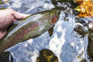 【釣り】完全予約制！ 広い渓流釣り場で真剣勝負！ 流れに見え隠れする魚影にドキドキ、ワクワクのフライフィッシング 「秩父フライフィールド」 埼玉県｜2025年