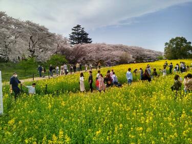 春の絶景「ソメイヨシノ1000本」が視界を埋めつくす！ お花見の