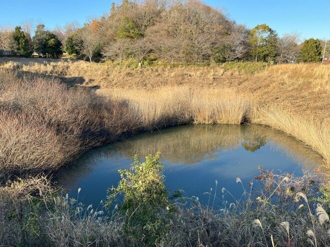 身近な【渡り鳥の世界】「世界一美しいカモ！」 オシドリは本当に仲良し？  激しい恋のバトルを目撃した！の画像006