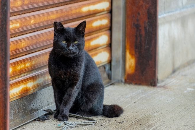 アート、ときどき島猫。男木島・女木島・豊島【「瀬戸内トリエンニャーレな旅（前編）」琉球島猫百景 vol.21〈特別編〉】の画像004